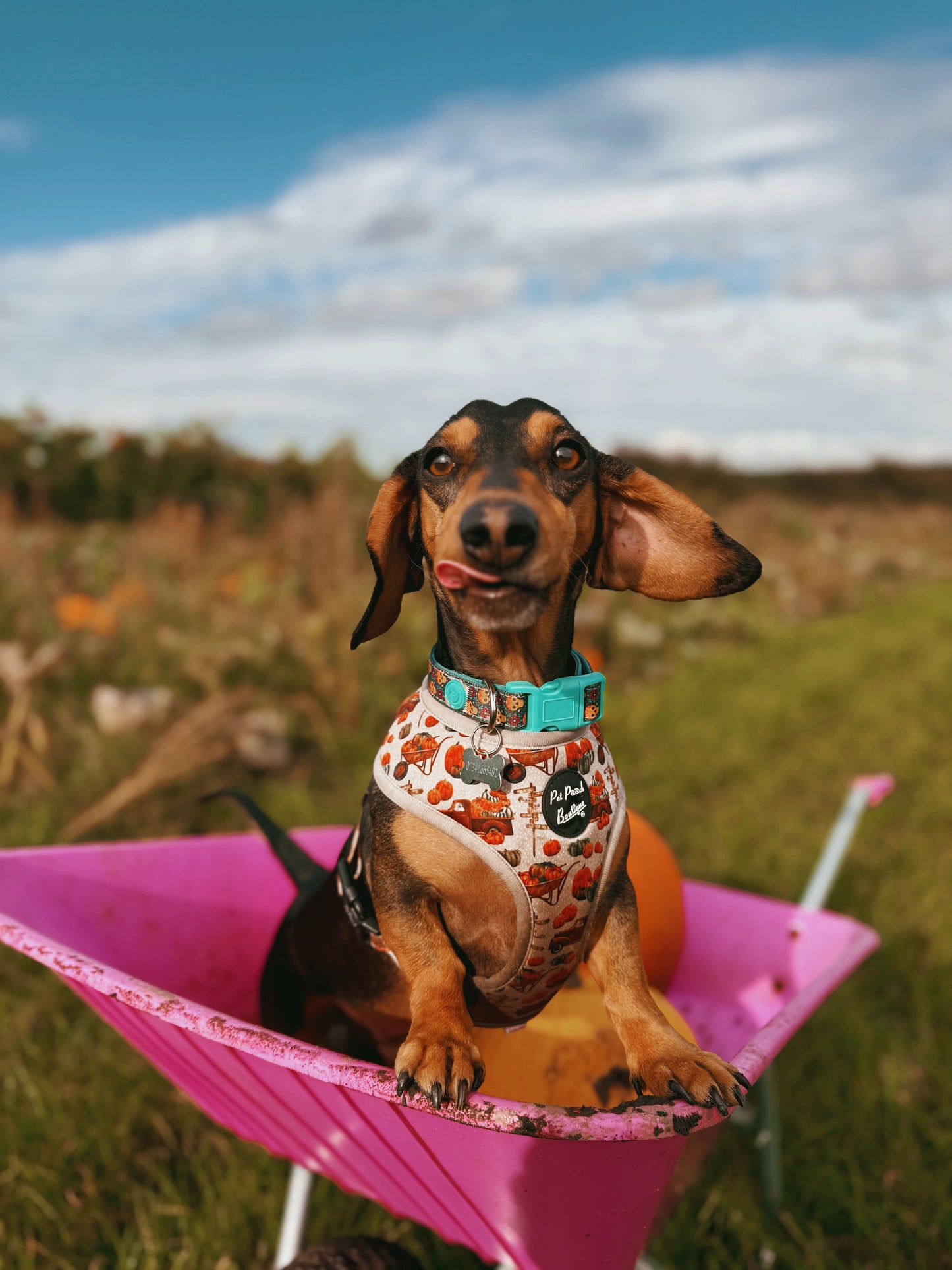 'Pumpkin Picking' Dog Harness in Medium