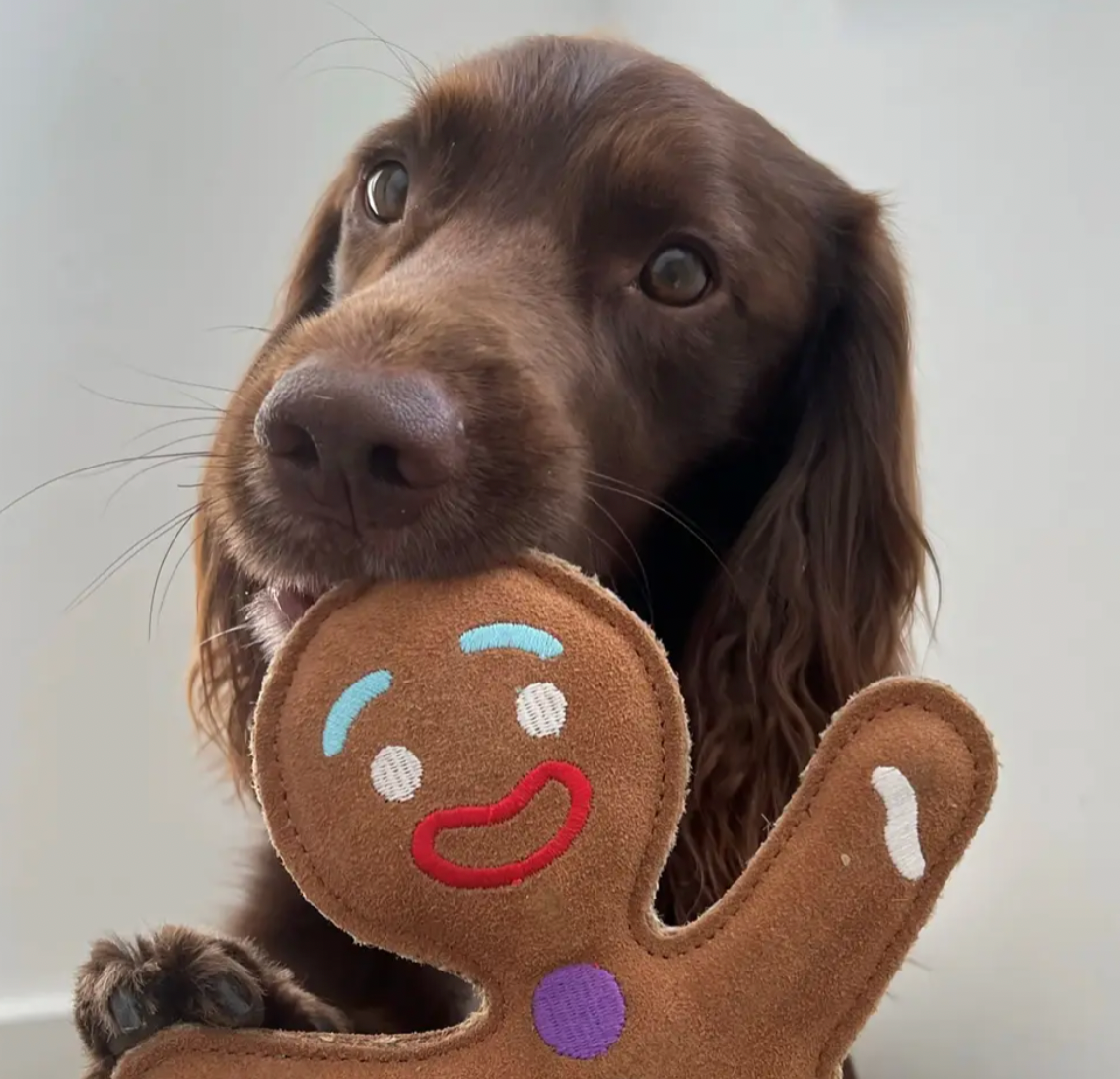 Genie Gingerbread Dog Toy