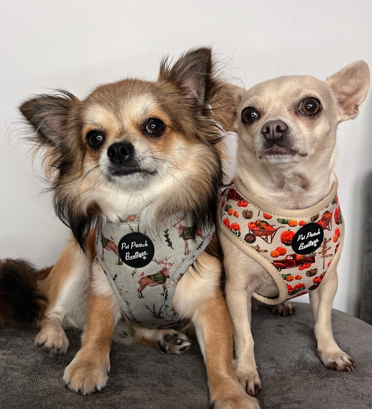 'Pumpkin Picking' Dog Harness in Medium