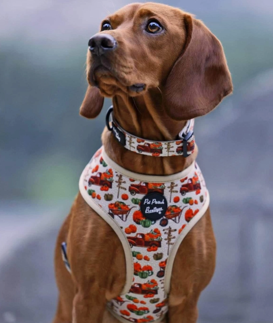 'Pumpkin Picking' Dog Harness in Large