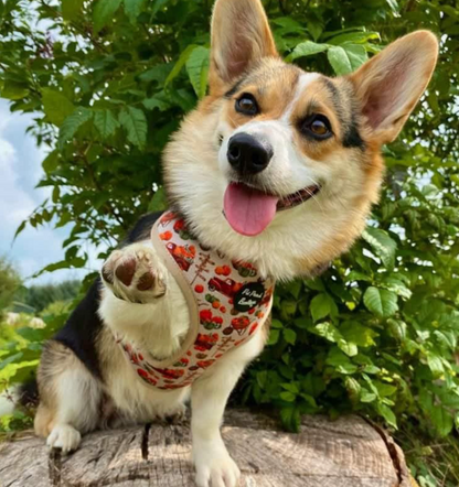 'Pumpkin Picking' Dog Harness in Large