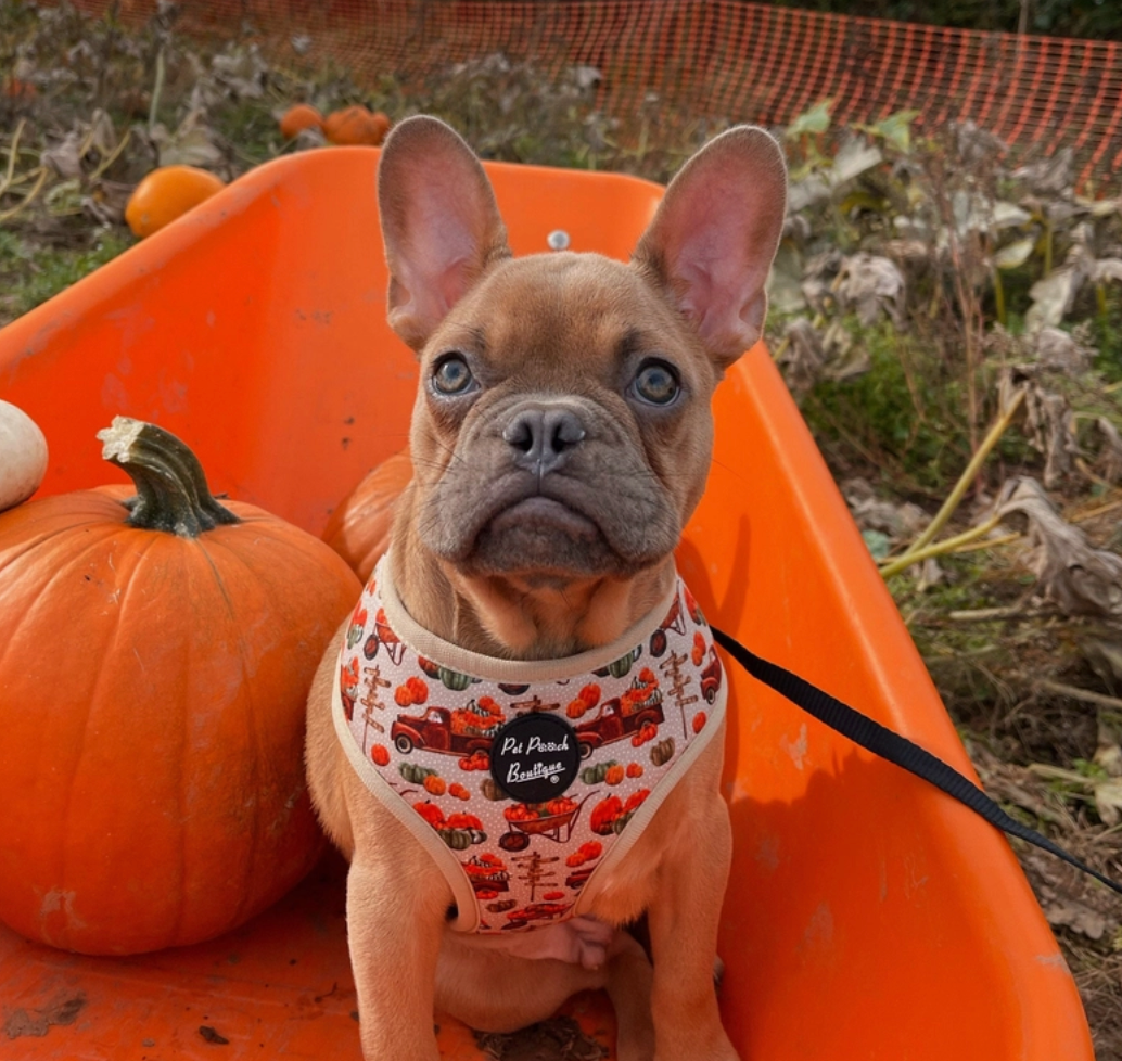 'Pumpkin Picking' Dog Harness in Medium