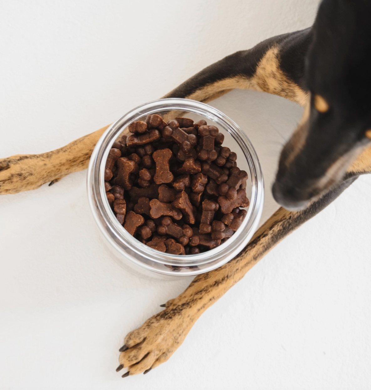 Blueberry & Liver Dog Treat Pouch