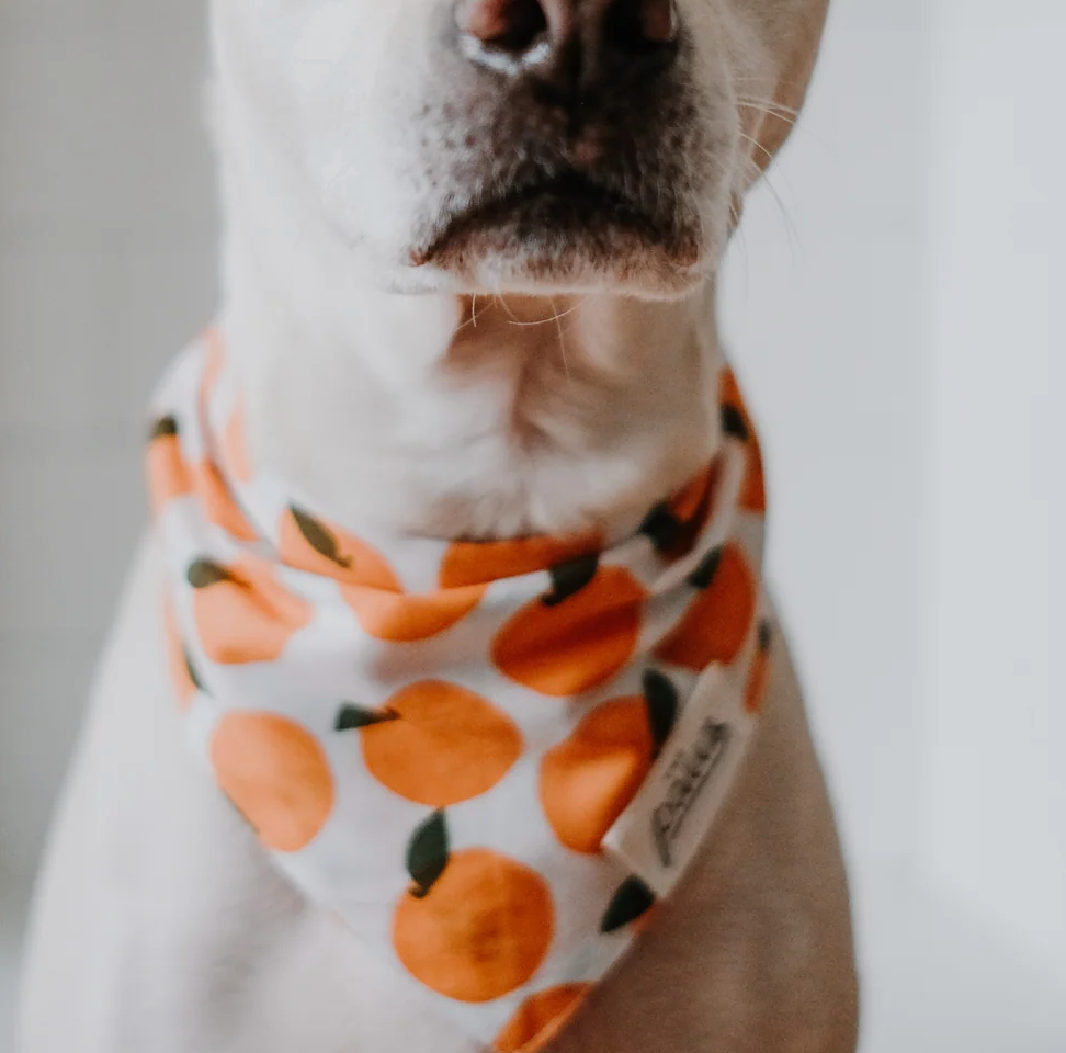 Where to discount buy dog bandanas