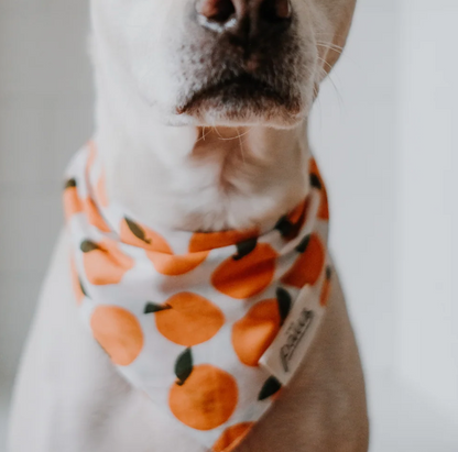 The Paws Dog Bandanas Size M